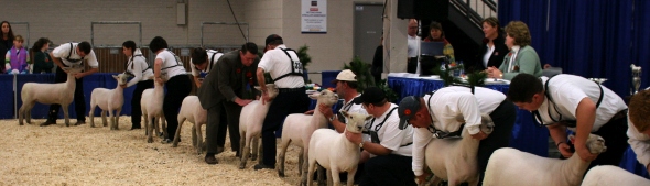 Sheep competition