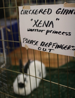 Xena the Warrior Rabbit