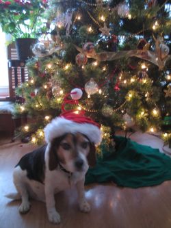Bennie by the Christmas tree