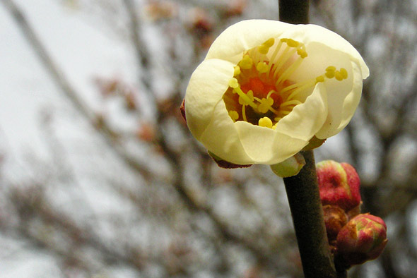 japanese plum blossom