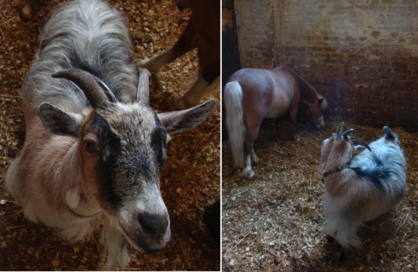 Horse Palace's African Pygmy Goat