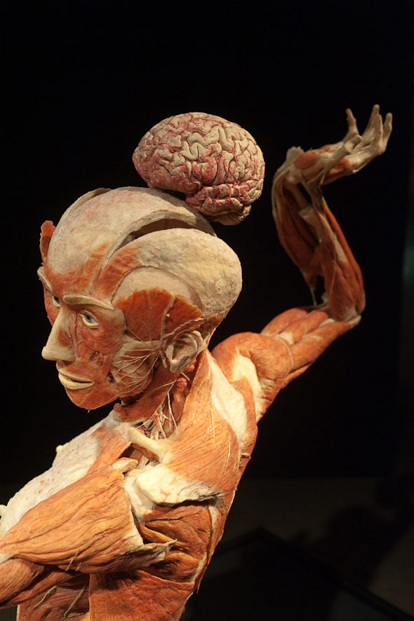 Body Worlds Returns to Toronto, This Time with More Heart