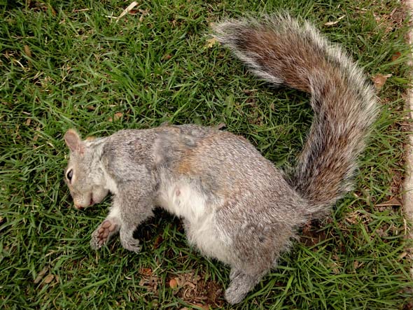 Squirrel roadkill in Toronto