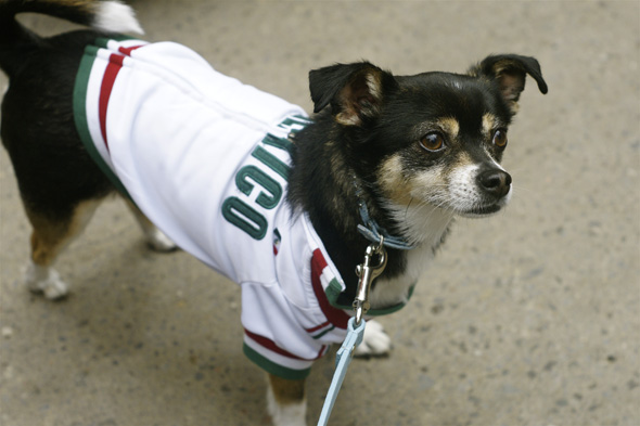 mexico jersey for dogs
