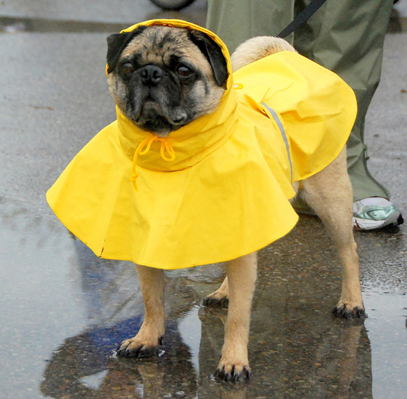 rain suit dog