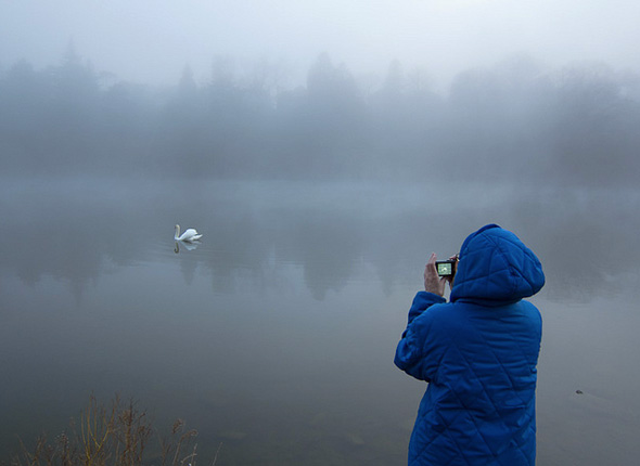 201148-fog-high-park-swan.jpg