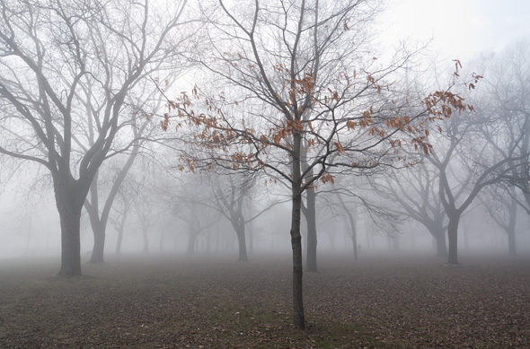 201149-fog-leaves-590.jpg