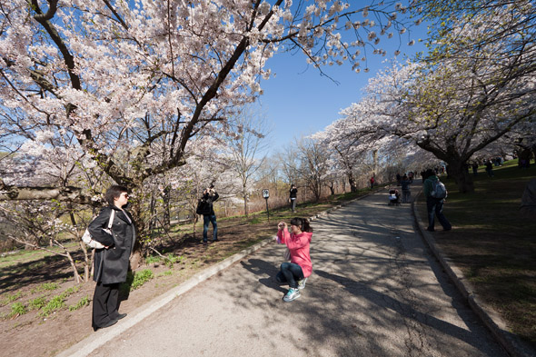 High Park Cherry Blossoms 2011