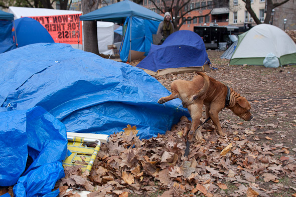 Occupy, Toronto, Evict