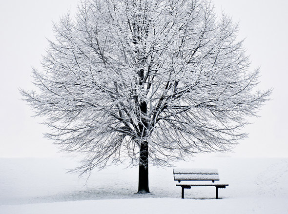 tree, bench, snow