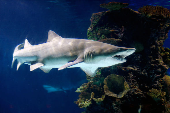 toronto ripley's aquarium tiger shark