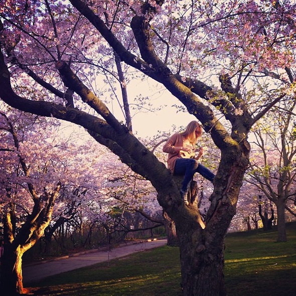 High Park cherry blossom fever hits Toronto for 2013 - 590 x 590 jpeg 221kB