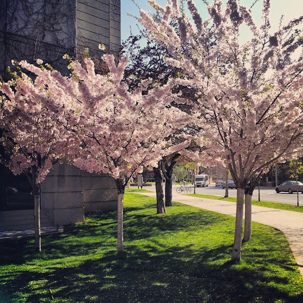 University of Toronto cherry blossoms