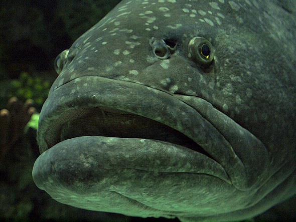Ripleys Toronto Aquarium