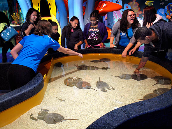 Ripley's Aquarium brings watery weirdness to Toronto - RipleysAquarium20131016 Pettingzoo