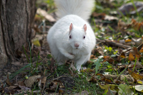 toronto white squirrel