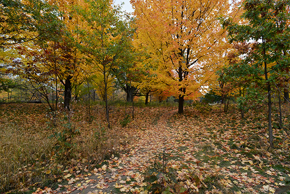 high park fall colours